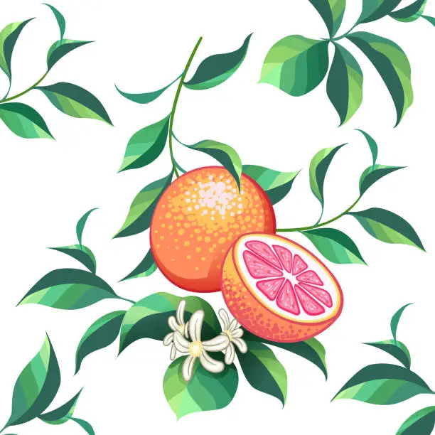 Vector illustration of Whole grapefruit with slices hand drawn design.