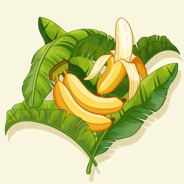 Vector illustration of Bananas and banana peel with banana leaf design.