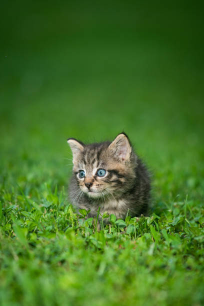 istock Cute tabby kittens outdoors 1269484796