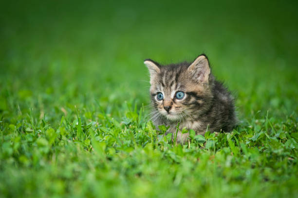 istock Cute tabby kittens outdoors 1269484807