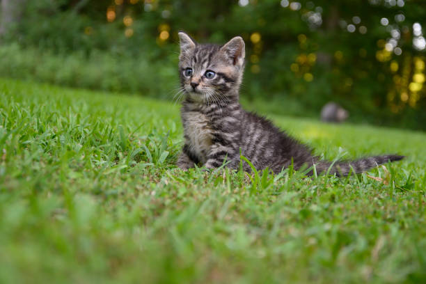 istock Cute tabby kittens outdoors 1269484882