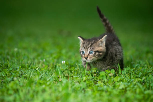 istock Cute tabby kittens outdoors 1269484885