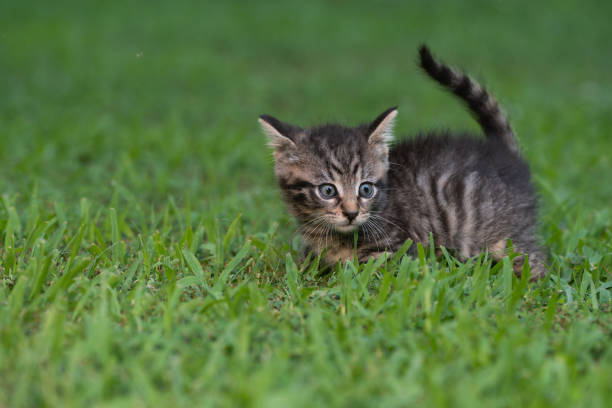 istock Cute tabby kittens outdoors 1269484949