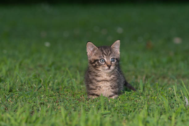 istock Cute tabby kittens outdoors 1269484969