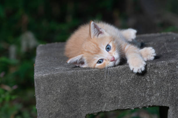 istock cute kitten outdoors 1269485514
