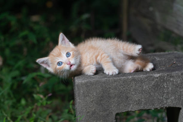istock cute kitten outdoors 1269486050