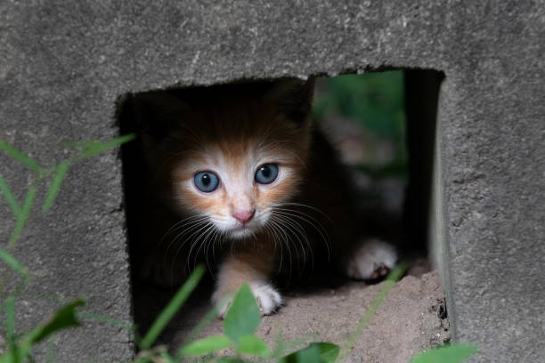 istock cute kitten outdoors 1269486052