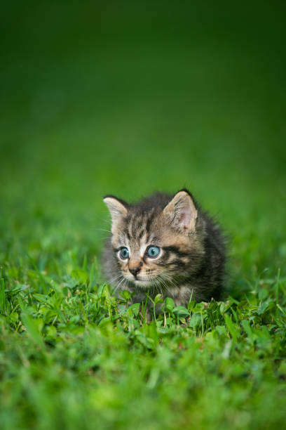istock Cute tabby kittens outdoors 1269486336