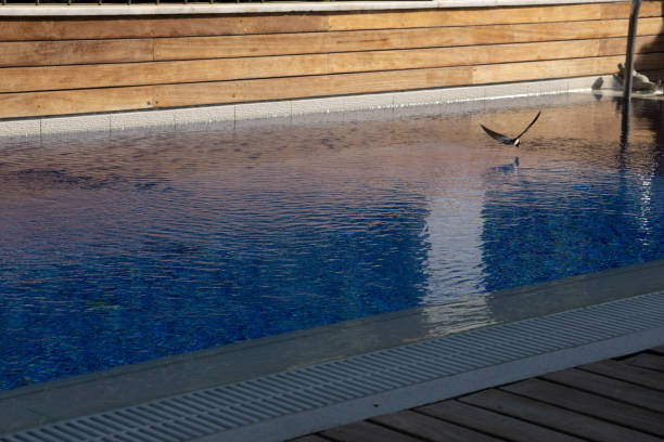 istock swallow drinking in a swimming pool 1269487425