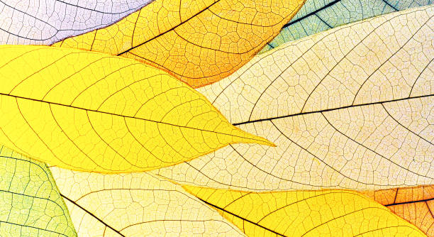 istock Illuminated colorful handmade paper from leaves 1269487611