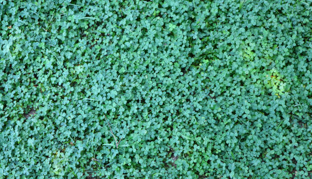 istock Lots of clover on a meadow as background 1269488996