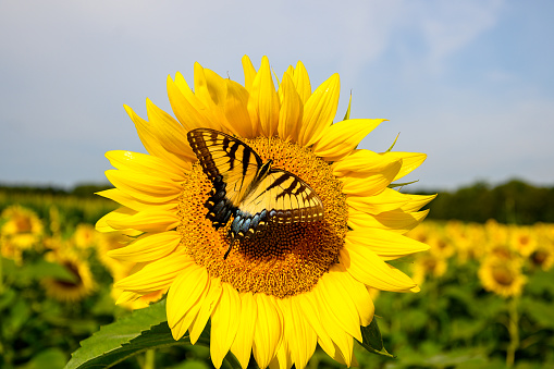 Yellow swallowtail on a sunflower in a field in midwest United States.