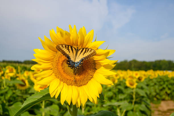 istock Sunflower with butterfly in summer 1269489865