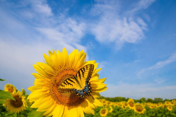 istock Sunflower with butterfly in summer 1269489869