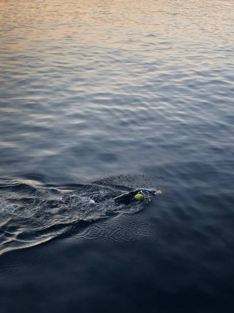 istock Man swimming in Fjord by sunset 1269489936