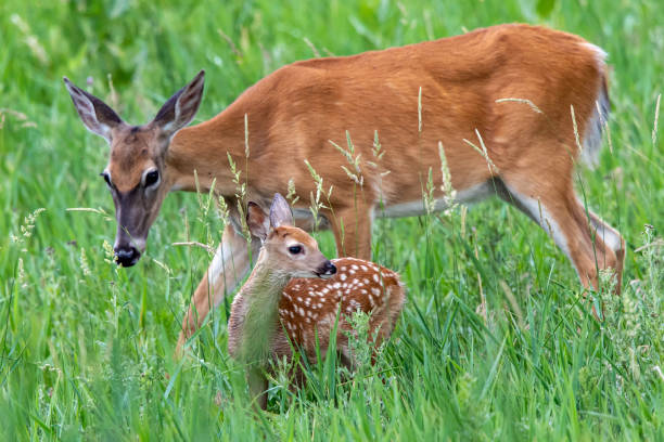 istock Whitetail doe with fawn 1269490623