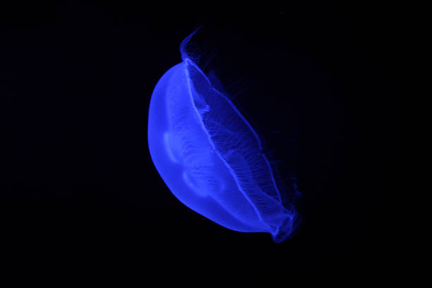 istock Jellyfish - Aurelia aurita 1269490753