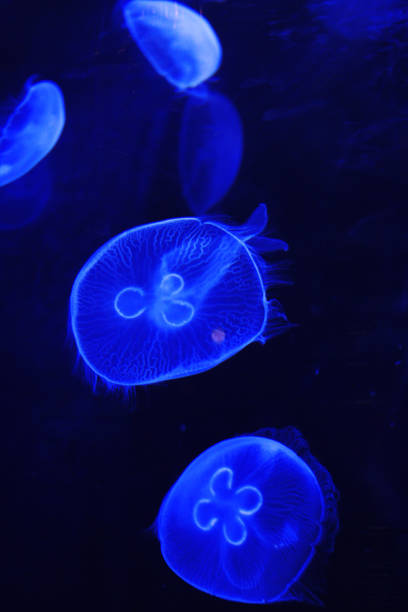 istock Jellyfish - Aurelia aurita 1269490763
