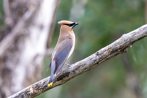 Cedar waxwings in various perched positions.  Good lighting and detail.
