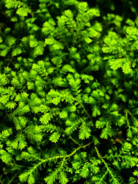 istock fern leaves green background 1269491947