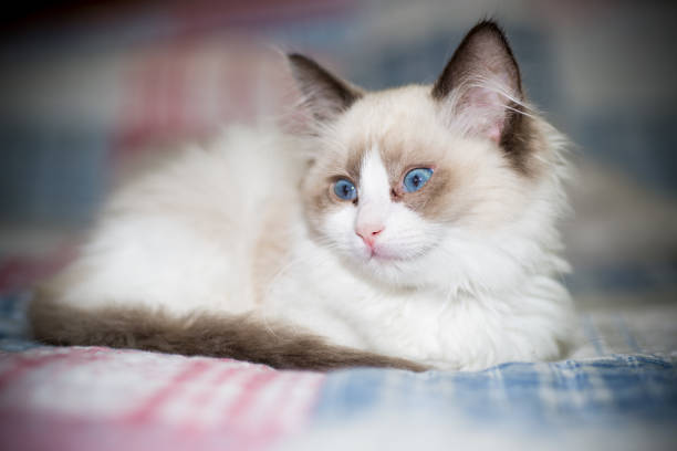 istock two month old Ragdoll kitten at home 1269492414