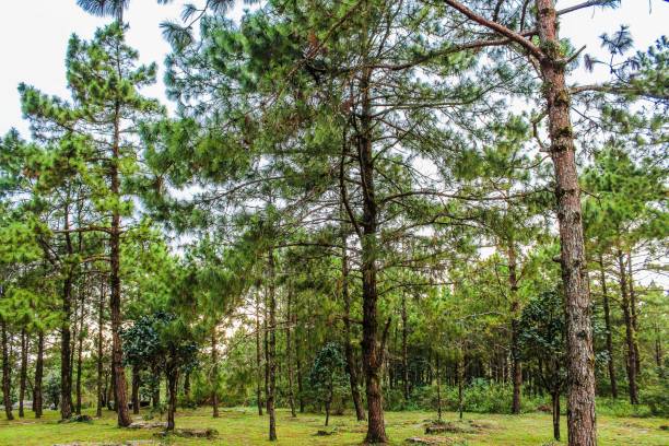 istock Phurua National Park, Loei   thailand 1269492611