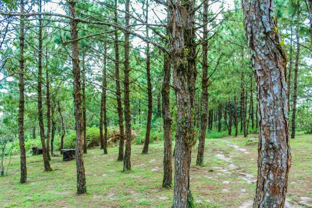 istock Phurua National Park, Loei   thailand 1269492619