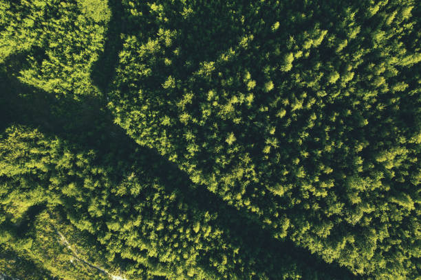 istock Summer forest top view. Wild nature 1269492806