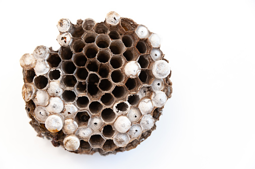 Wasp nest with larvae isolated on white background - Asian giant hornet or Japanese giant hornet (Vespa mandarinia japonica). In japanese it is known as the suzumebachi literally Giant Sparrow Bee. Copy space.