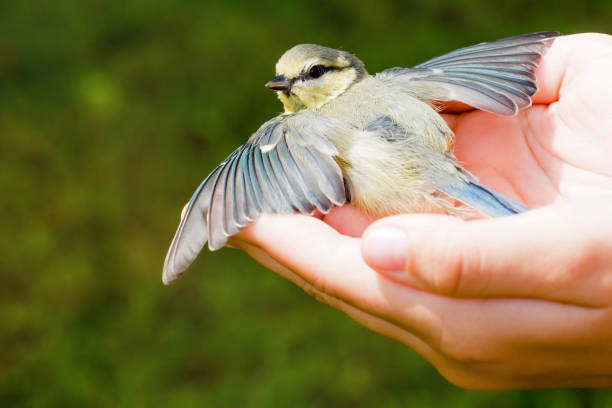 istock blue tit in a hand close up 1269492839