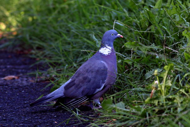 istock Wood Pigeon, Columba palumbus 1269493517