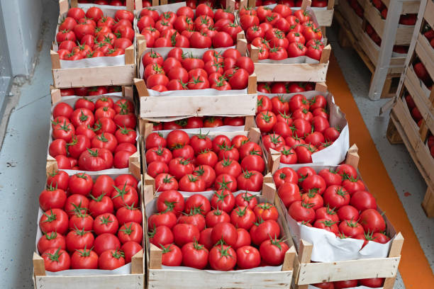 Italy Tomato Crates of Red Tomatoes in Warehouse Storage farm produce storage stock pictures, royalty-free photos & images
