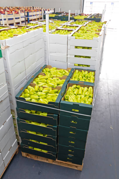 istock Green Peppers Pallet 1269494091