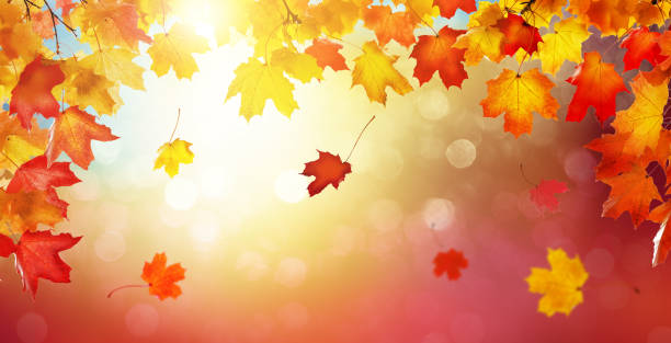 istock Autumn golden abstract background with bokeh light and colorful fall leaves. 1269494312