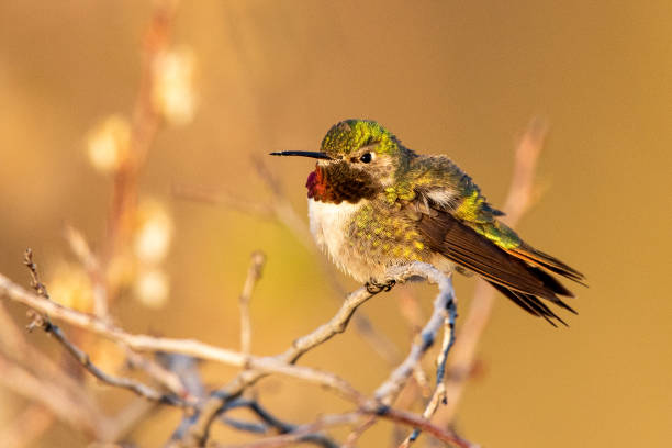 istock Broad tailed hummingbird lit by the rising sun 1269495257
