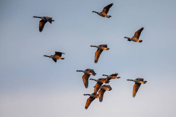 istock Flock of Canada geese at dawn 1269495379
