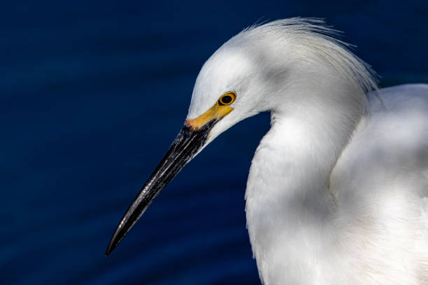 istock A portrait of a snowy egret 1269495410