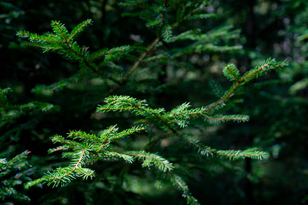 istock Branches of green spruce 1269495584