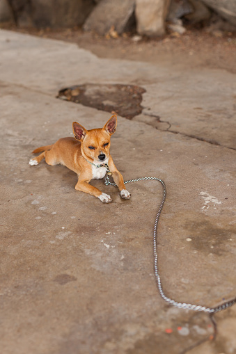 Smal perro Podengo Pequeno con cadena relajarse en la calle en Tailandia. photo