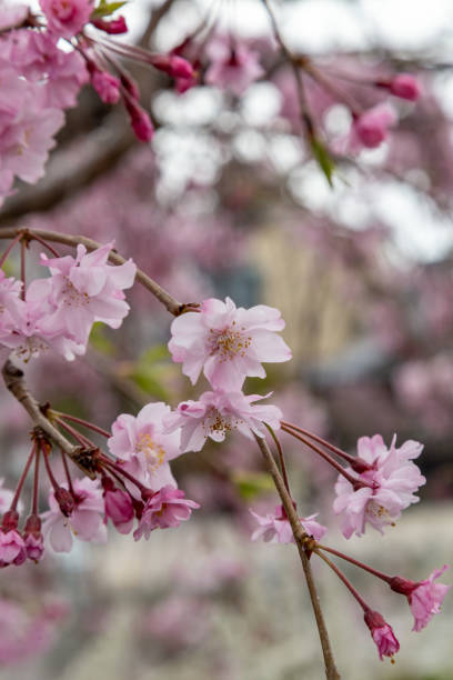 сезон сакуры - cherry blossom spring day sakura стоковые фото и изображения