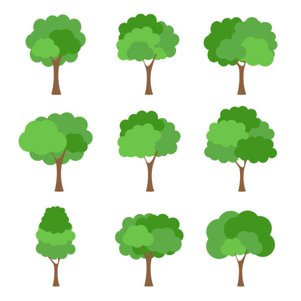 녹색 나무 비옥한 흰색 배경에 다양한 형태, 다양한 나무 세트의 세트, 정원과 가정 디자인을 장식하기위한 나무.벡터 일러스트와 아이콘 - globe grape stock illustrations