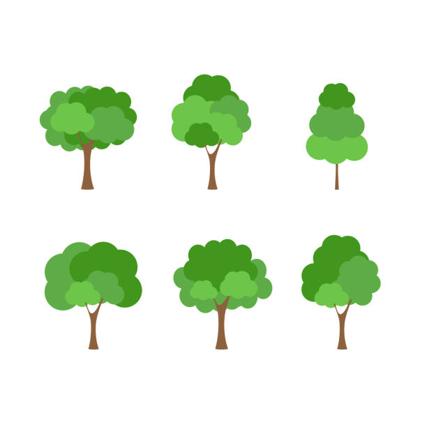 녹색 나무 비옥한 흰색 배경에 다양한 형태, 다양한 나무 세트의 세트, 정원과 가정 디자인을 장식하기위한 나무.벡터 일러스트와 아이콘 - globe grape stock illustrations