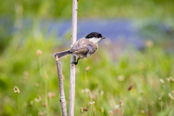 Coal Tit (Periparus ater) searching for food on a log.