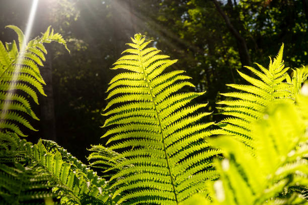 istock Fern in the forest and sun rays. 1269498214