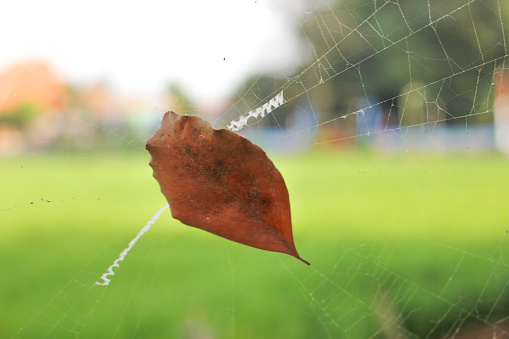 Dried leaves on Spider webs