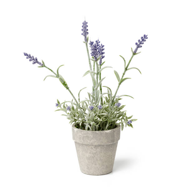istock gray ceramic pot with lavender bush isolated on white background 1269498990