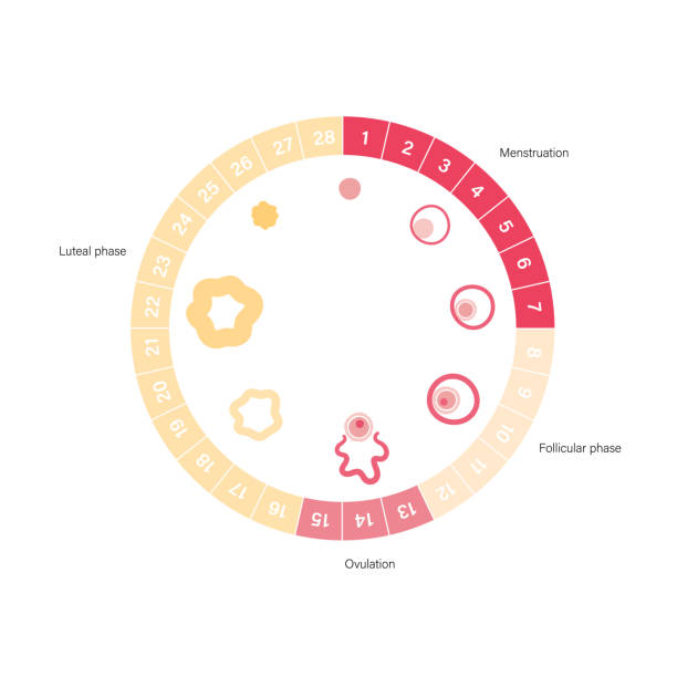 Human fertility Menstrual cycle diagram. Woman health concept. Menstruation phases. Ovum development. Pergnancy and ovulation medical poster for clinic. Flat vector illustration. Female reproductive system. Ovulation stock illustrations