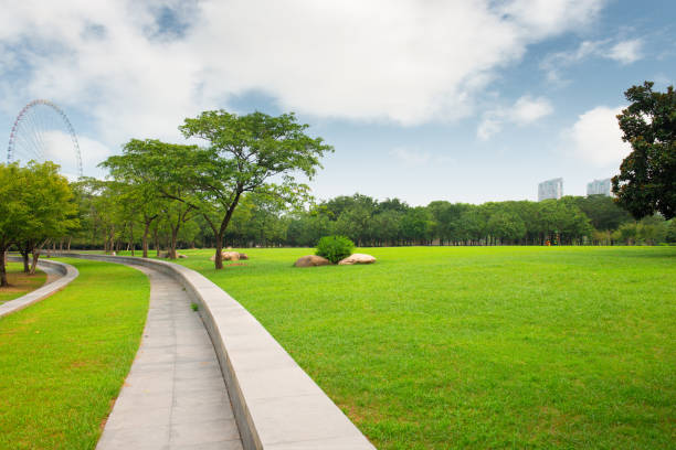 istock The parks, meadows and thick woods under the clear sky in spring 1269501045