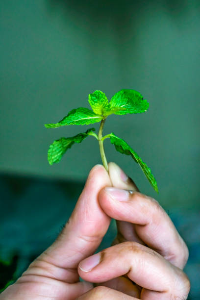 istock a part of mint leaves holding in hand, Selective focus, Selective focus on subject, background blur 1269501387
