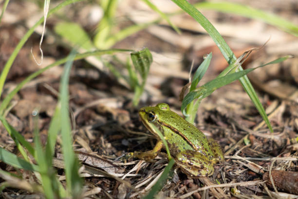 kleiner teichfrosch sitzt auf dem boden zwischen grashalmen - bullfrog frog amphibian wildlife stock-fotos und bilder